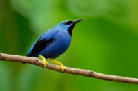 Kvetomil azurovy - Cyanerpes lucidus - Shining Honeycreeper o5876